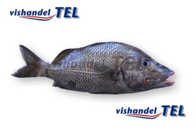 Brown snapper.jpg Brown snapper.jpg